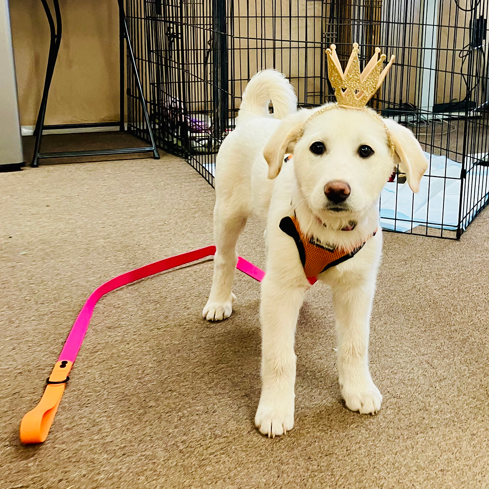 Copy Queen and King - About Us